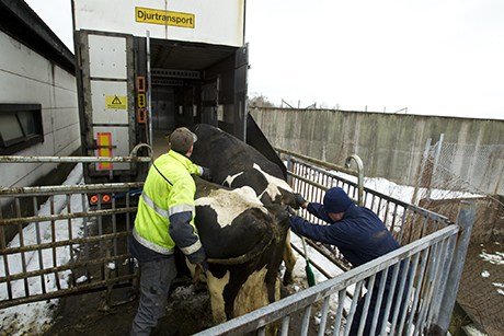 Kor som lastas i en djurtransport av djurtransportör Peter Kolmodin.