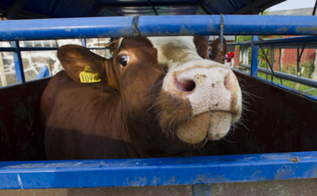 Ko i djurtransport.