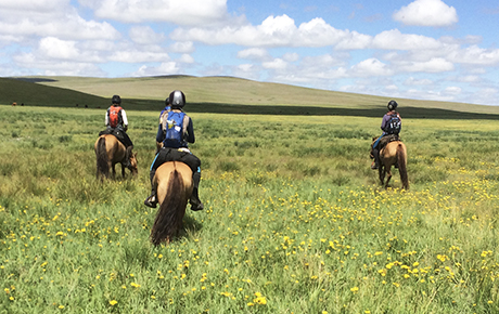 Mongoliska hästar.
