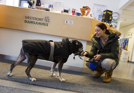 Carolina Nolasco Gil Roth arbetar som ordningsvakt och är ungdomsansvarig i Transports Stockholmsavdelning. Vid sidan av jobbet, facket och styrketräningen ägnar hon mycket tid åt Coffie, en 38-kilos Amstaff.
