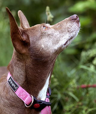 Spanska hittehunden Axar