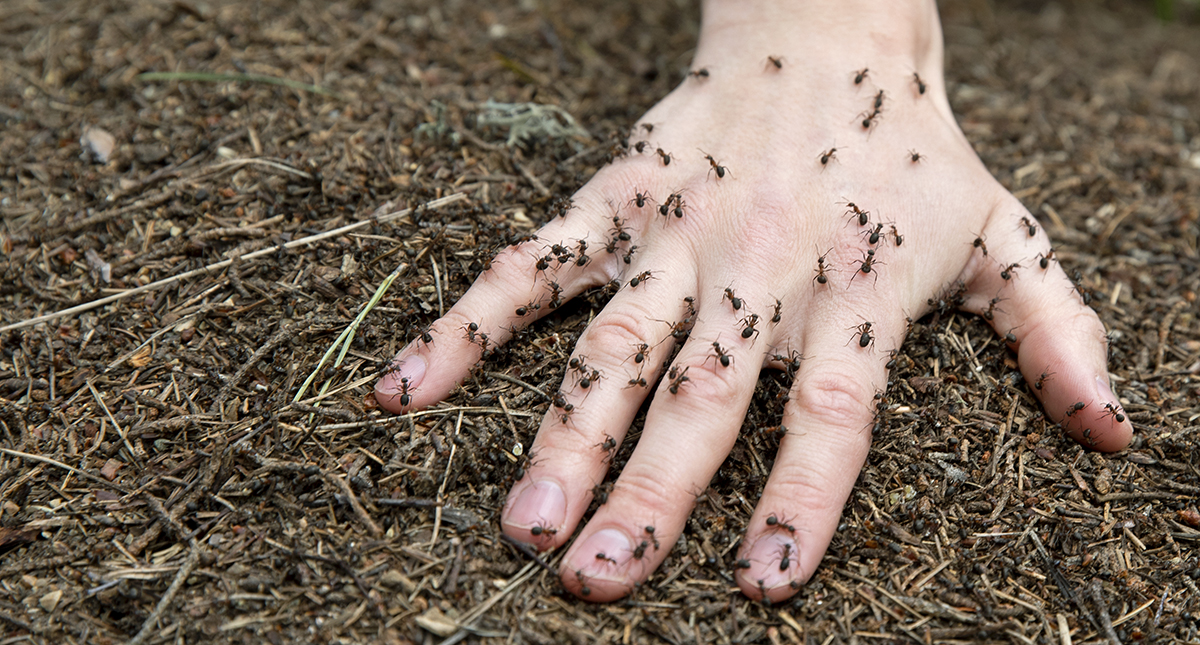 Aj, aj, lägga handen i en myrstack … Gör det inte ont? ”Nej, det kliar lite”, hävdar insektskocken Ola Albrektsson. Så gör han för att fånga myror till dagens insektstacos. Myrorna smakar syrligt, som citron och lime.