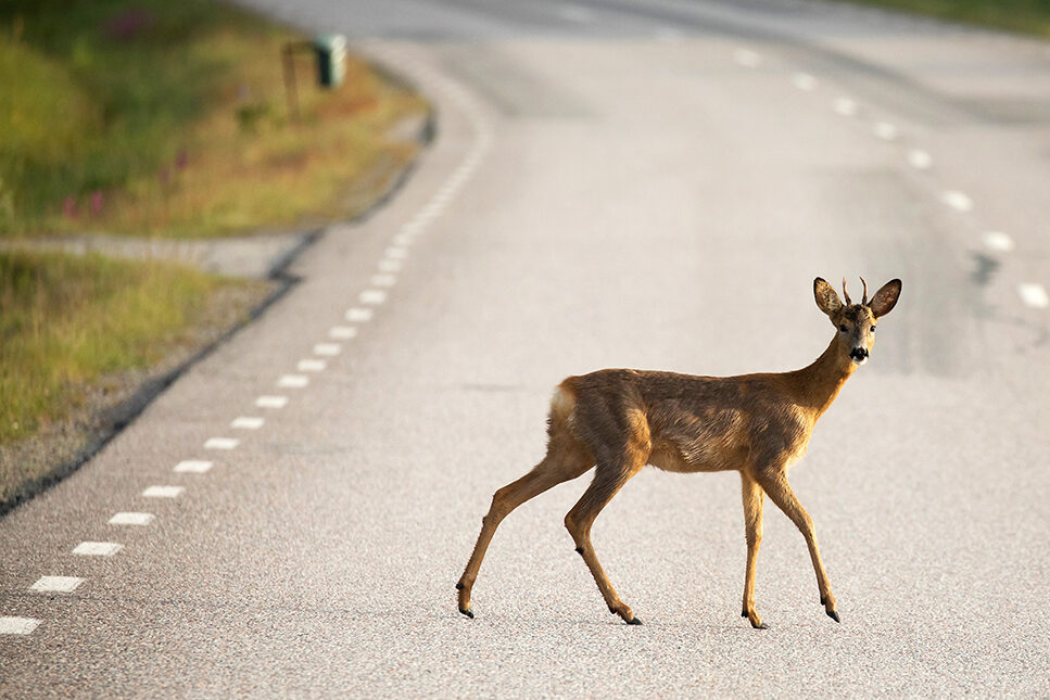 Rådjur på väg. Foto: Shutterstock