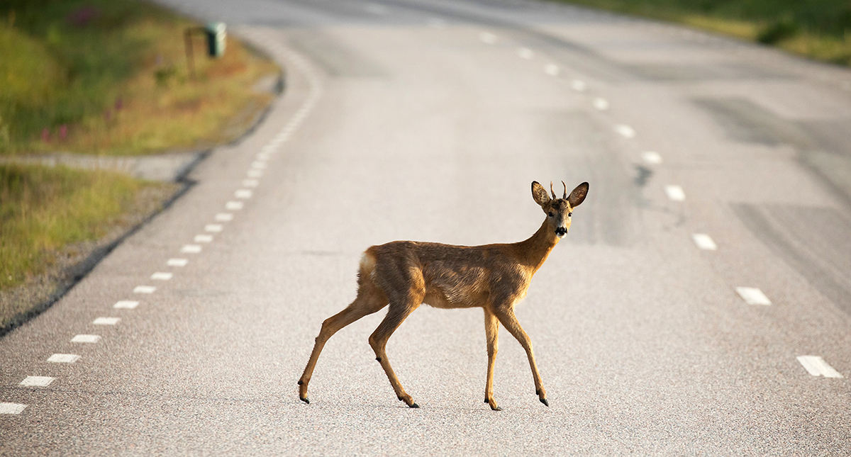 Rådjur på väg. Foto: Shutterstock