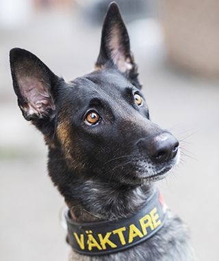 Väktarhunden Jura. Foto: Pernilla Ahlsén