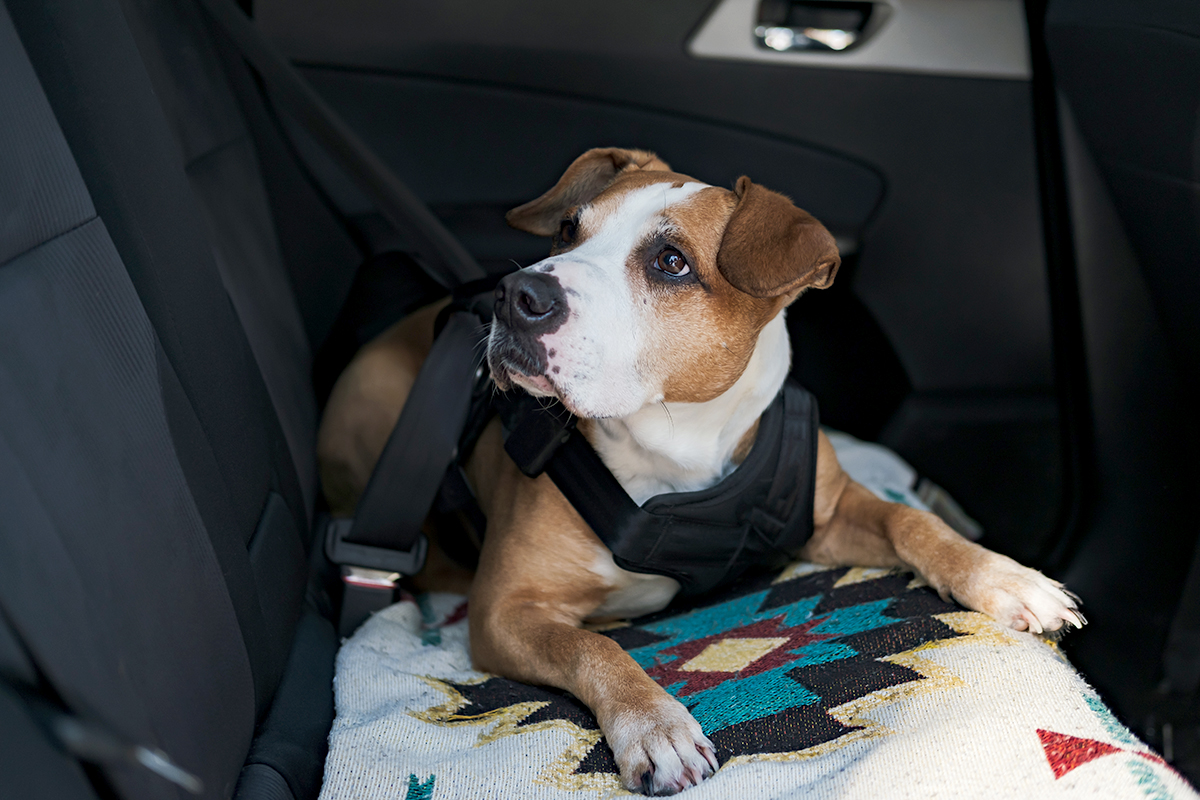 Dog wearing protective harness buckled to a car safety belt. Safe travelling or commuting by car with pets.