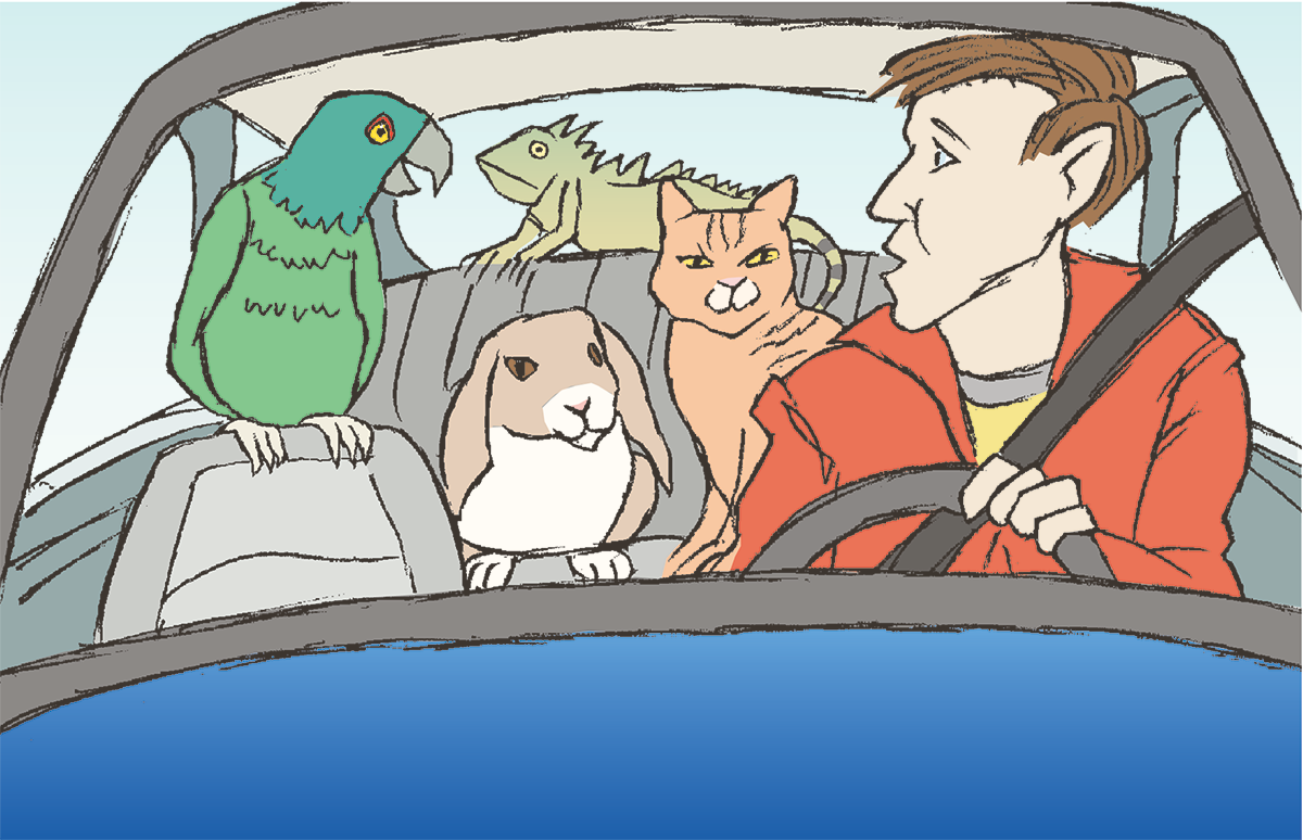 Vilka regler gäller när du ska ta med dig mindre sällskapsdjur i bilen? Illustration: Martin Heap
