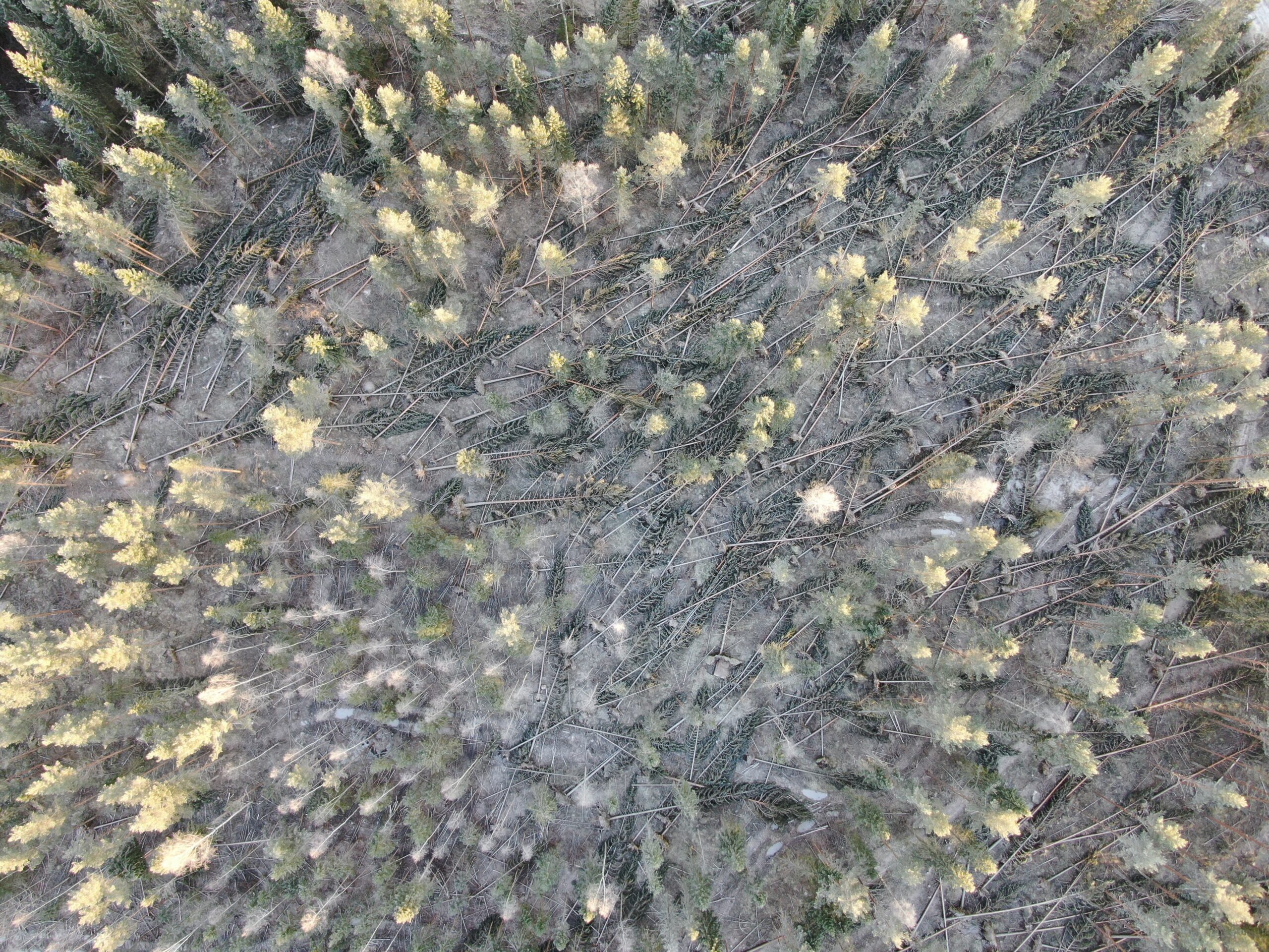 Stormfällda träd. Foto: Magnus Martinsson/Skogsstyrelsen